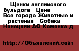 Щенки английского бульдога › Цена ­ 40 000 - Все города Животные и растения » Собаки   . Ненецкий АО,Каменка д.